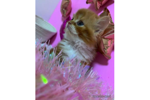 成約済の大阪府のスコティッシュフォールド-68357の5枚目